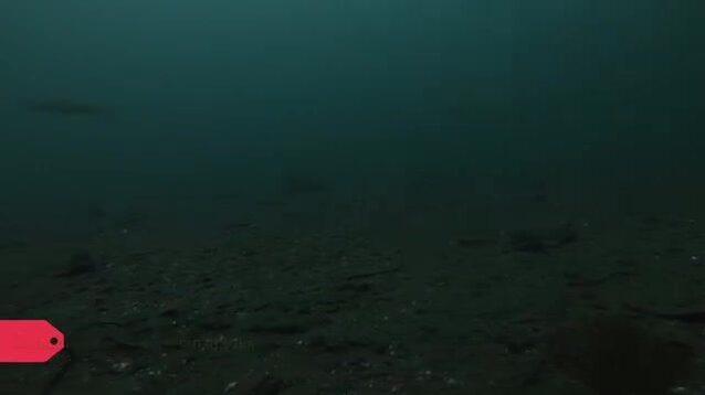 Навага в проливе Босфор Восточный у Владивостока: подводная камера и результат трехчасовой рыбалки
