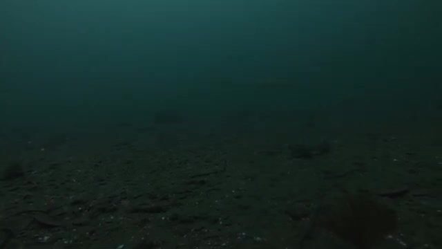 Навага в проливе Босфор Восточный у Владивостока: подводная камера и результат трехчасовой рыбалки