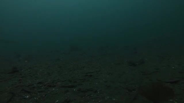 Навага в проливе Босфор Восточный у Владивостока: подводная камера и результат трехчасовой рыбалки