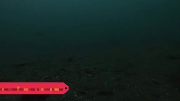 Навага в проливе Босфор Восточный у Владивостока: подводная камера и результат трехчасовой рыбалки
