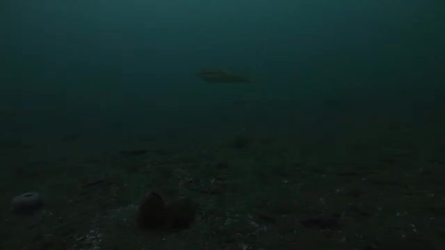 Навага в проливе Босфор Восточный у Владивостока: подводная камера и результат трехчасовой рыбалки