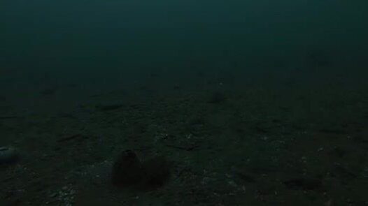 Навага в проливе Босфор Восточный у Владивостока: подводная камера и результат трехчасовой рыбалки