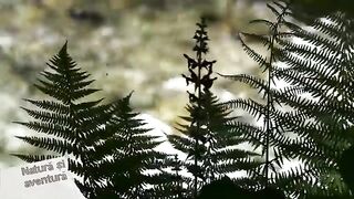 Четыре форели за восемь минут на реке Валеа-Ря