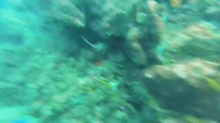 Мутная вода после дождей: подводная охота у Пойнт-Мишель на Доминике