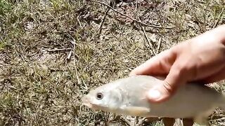 Махмудия, Румыния: рыбалка на Дунае, смена места и вечер у воды