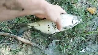 Махмудия, Румыния: рыбалка на Дунае, смена места и вечер у воды