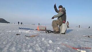 Навага на блесну и червя в бухте Воевода