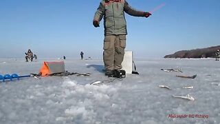 Навага на блесну и червя в бухте Воевода