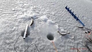 Навага на блесну и червя в бухте Воевода