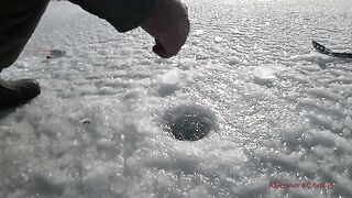 Навага на блесну и червя в бухте Воевода