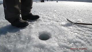 Навага на блесну и червя в бухте Воевода