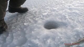 Навага на блесну и червя в бухте Воевода