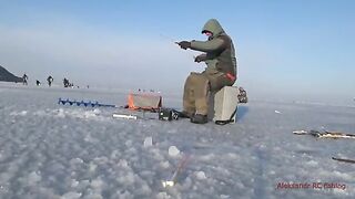 Навага на блесну и червя в бухте Воевода