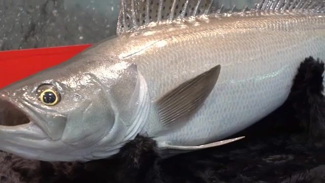 Рыболовная выставка в Осаке 2017: компактные спиннинги Tict и морские приманки для поездок