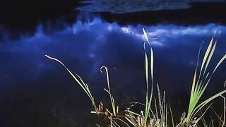 Карп у кувшинок и две ночи на румынском водоеме