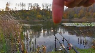 Карп у кувшинок и две ночи на румынском водоеме