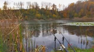 Карп у кувшинок и две ночи на румынском водоеме