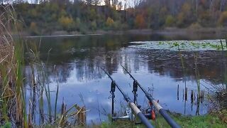 Карп у кувшинок и две ночи на румынском водоеме