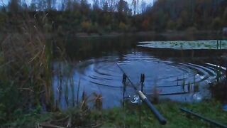 Карп у кувшинок и две ночи на румынском водоеме