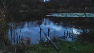 Карп у кувшинок и две ночи на румынском водоеме