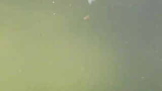 Первая форель и хариус в поездке по Трансильвании