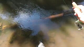 Первая форель и хариус в поездке по Трансильвании