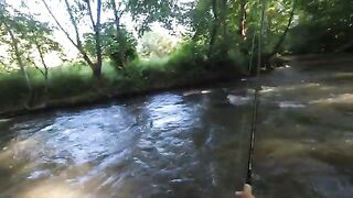 Первая форель и хариус в поездке по Трансильвании