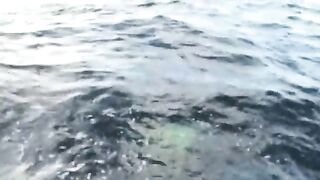 Два выхода синего тунца за двадцать минут у Норт-Лейк