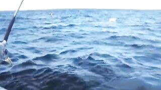 Два выхода синего тунца за двадцать минут у Норт-Лейк