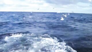 Два выхода синего тунца за двадцать минут у Норт-Лейк