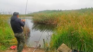 Четыре карпа из восьми поклевок возле камыша