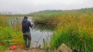 Четыре карпа из восьми поклевок возле камыша