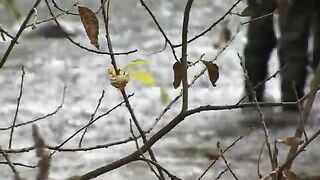 Осенняя форелевая река Тырнава-Маре у Зетя