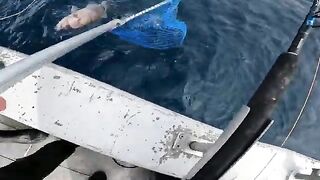 Красные снапперы с глубины 70 метров в Южном океане
