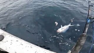 Красные снапперы с глубины 70 метров в Южном океане