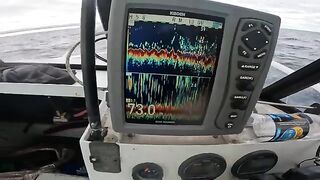 Красные снапперы с глубины 70 метров в Южном океане