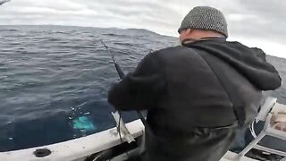 Красные снапперы с глубины 70 метров в Южном океане