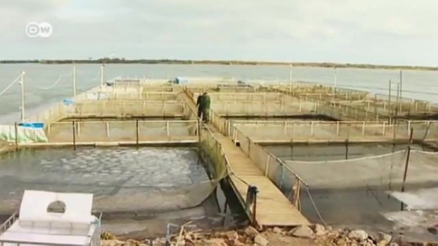 Осетры в дельте Дуная: работа румынских инспекторов, сети браконьеров и выпуск молодой рыбы