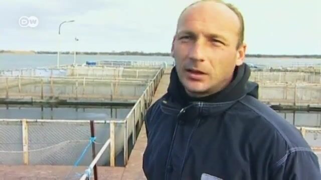 Осетры в дельте Дуная: работа румынских инспекторов, сети браконьеров и выпуск молодой рыбы