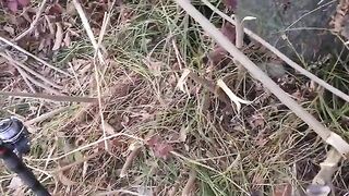 Поплавочная оснастка на Тырнава-Маре: подуст и голавль в Румынии