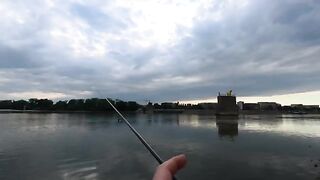 Жерех снова подошел к Петроварадинской крепости
