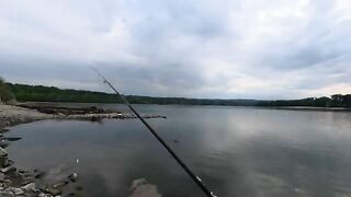 Жерех снова подошел к Петроварадинской крепости