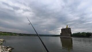Жерех снова подошел к Петроварадинской крепости