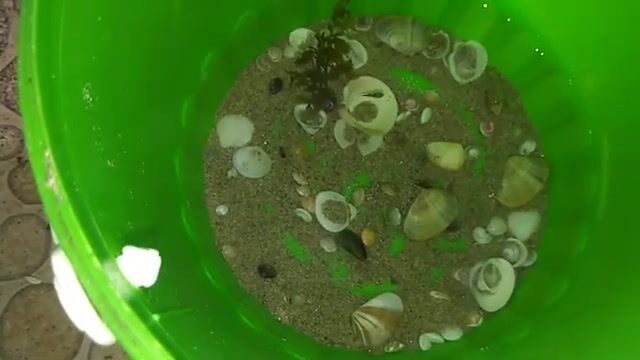 Утренний морской улов на пляже Микхе в Дананге: рыба, креветки и моллюски у берега