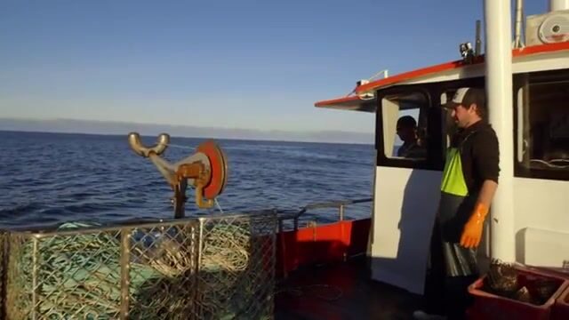 Два крупных лангуста в одной ловушке у Тасмании: промысел возле острова Бруни