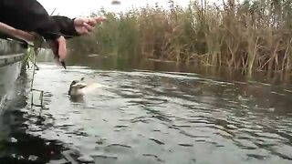 Как проводка глайдера помогла найти щуку в дельте Дуная