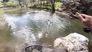 Три форели и много хариуса на реке Молдова в Румынии