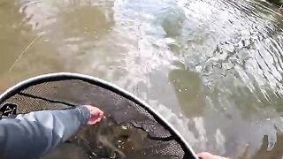 Три форели и много хариуса на реке Молдова в Румынии