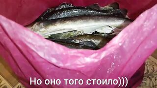 Бухта Житкова, Русский остров: навага на махалки и тяжелая дорога домой
