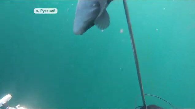 Подводная охота на острове Русский: соревнования на терпуга и морского окуня в бухте Хлестова